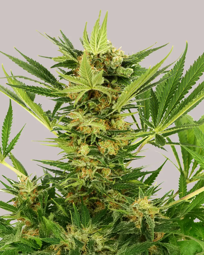 AK-47 Feminized Seeds