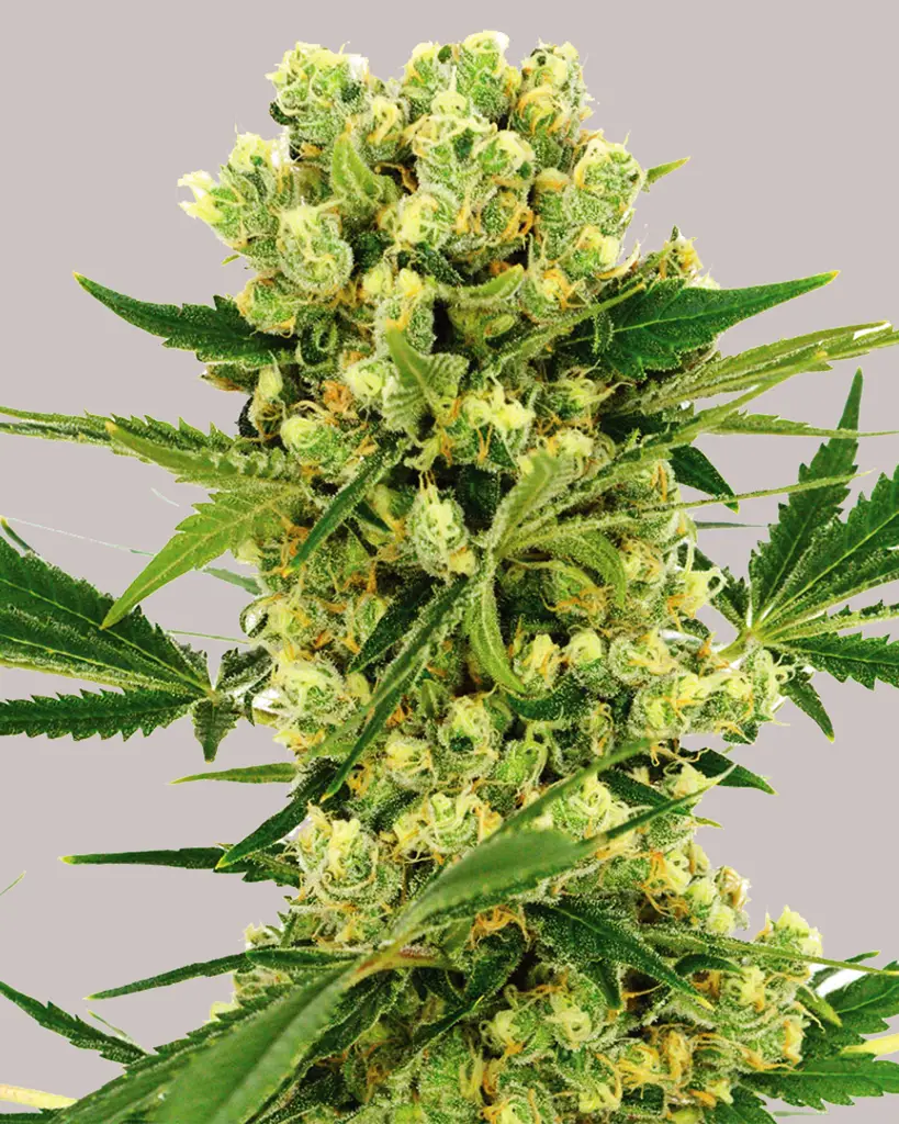 Amnesia Haze Feminized Seeds