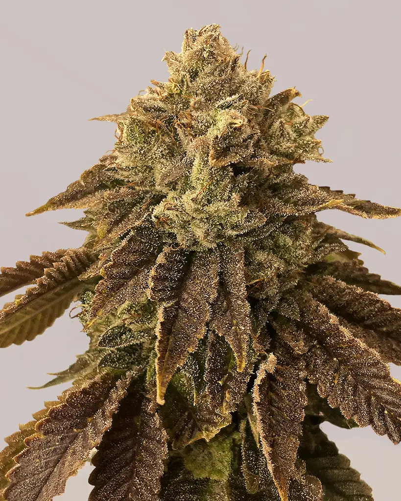 Biscotti Feminized Seeds