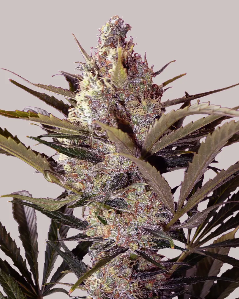 Black Widow Feminized Seeds