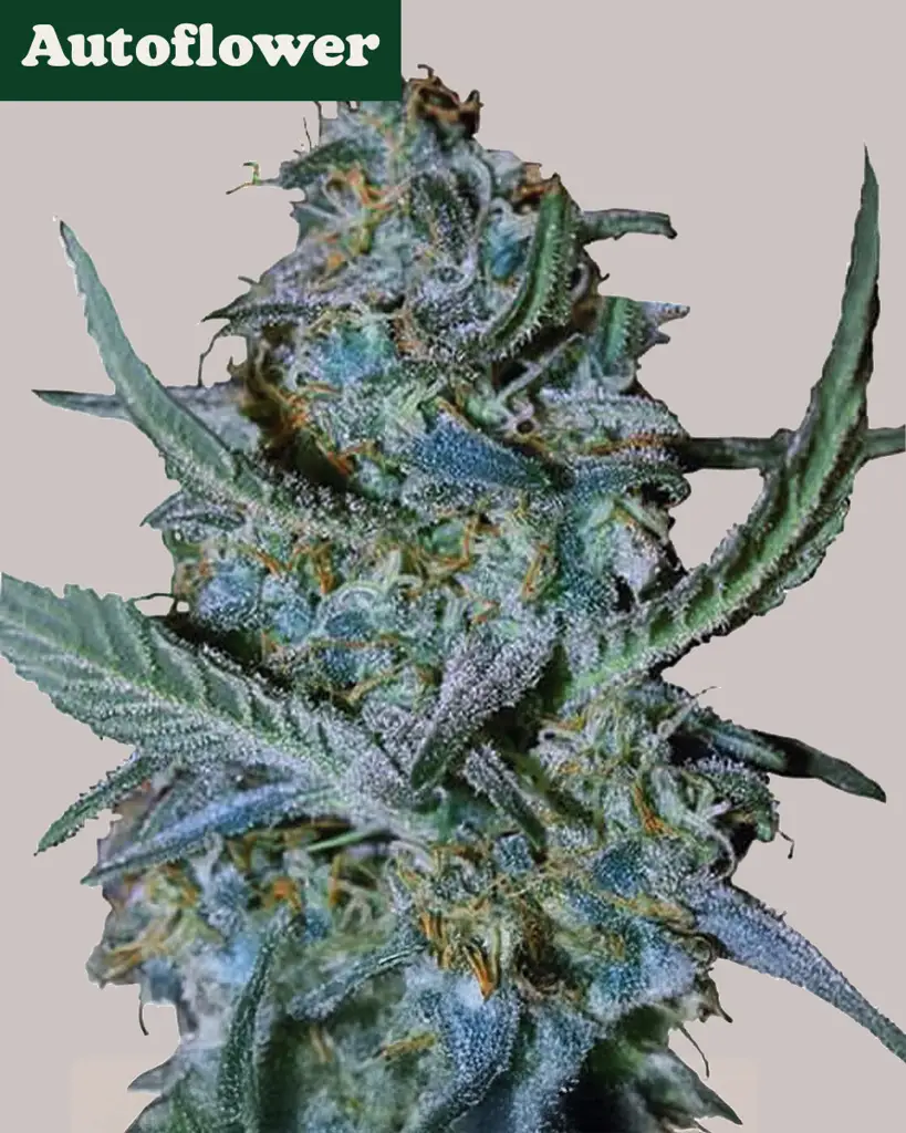 Blue Cheese Autoflower Seeds