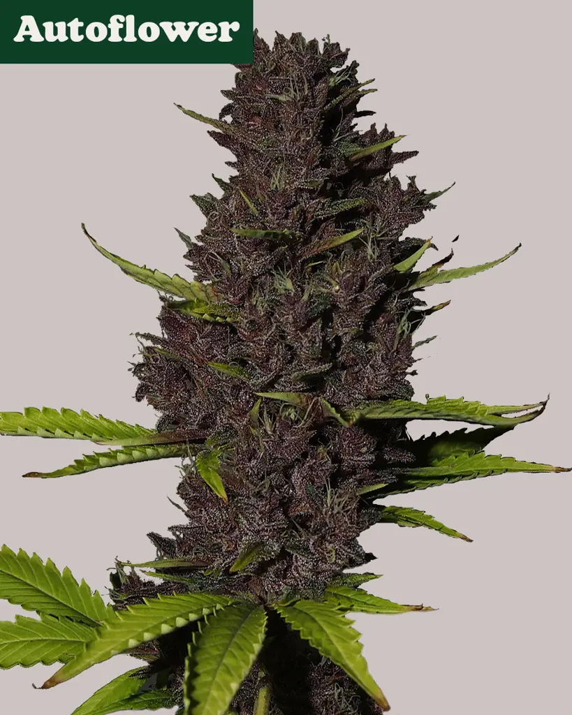 Blue Dream Autoflower Seeds