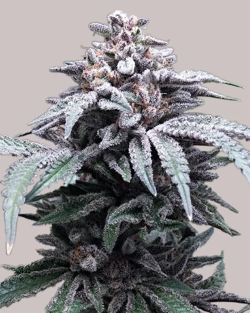 Blue Haze Feminized Seeds