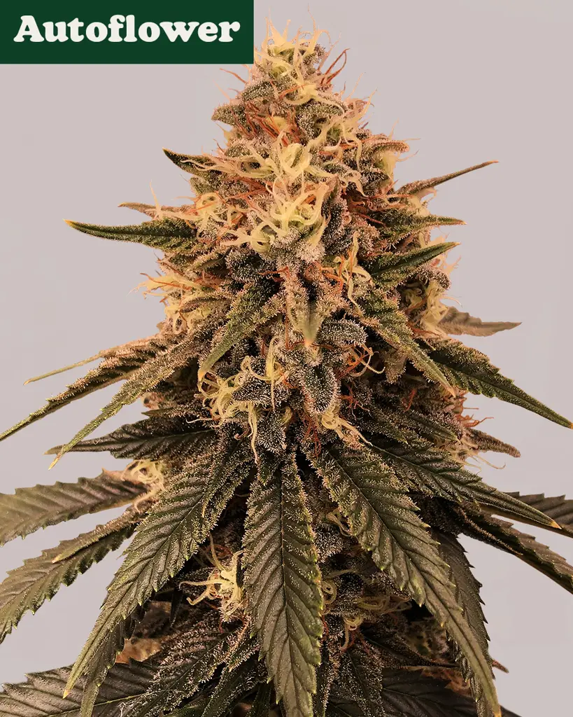 Bruce Banner Autoflower Seeds