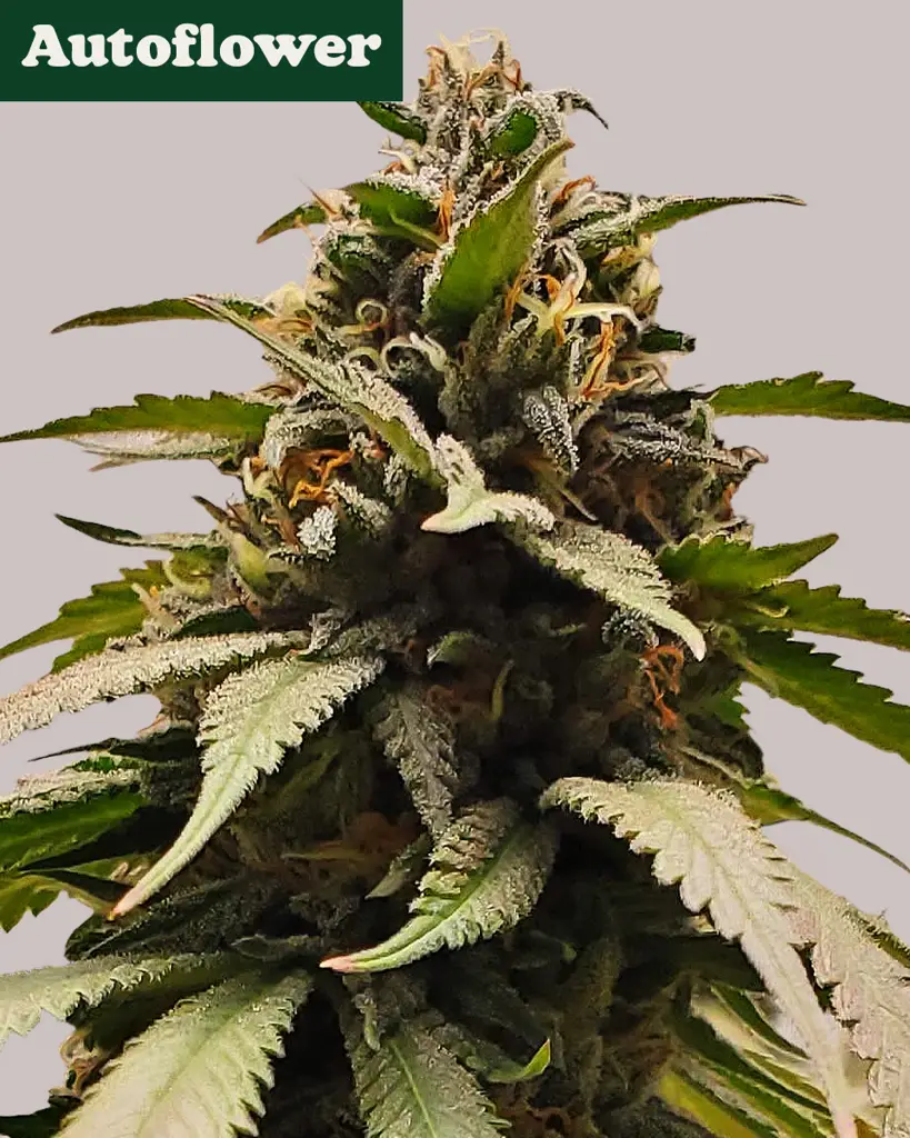 Bubba Kush Autoflower Seeds