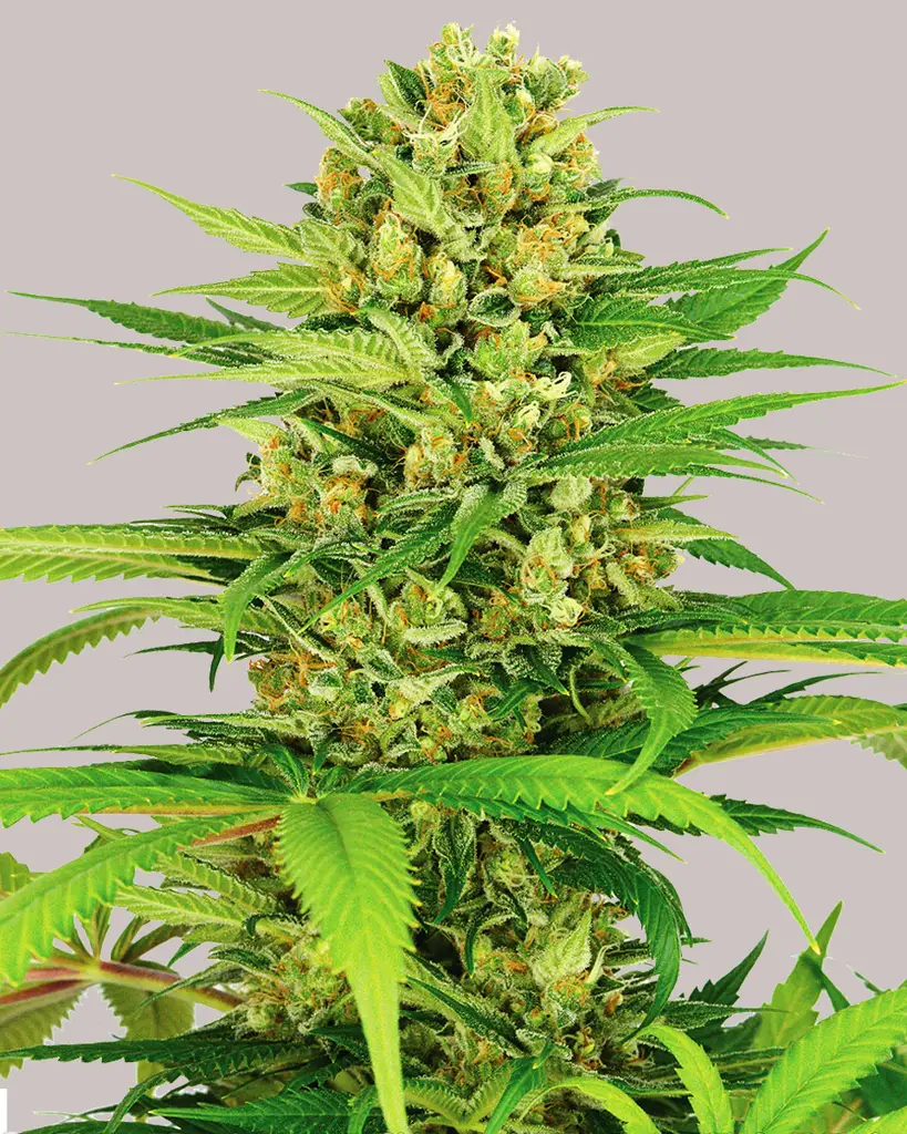 Bubblegum Feminized Seeds