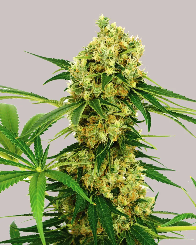 Chocolope Feminized Seeds