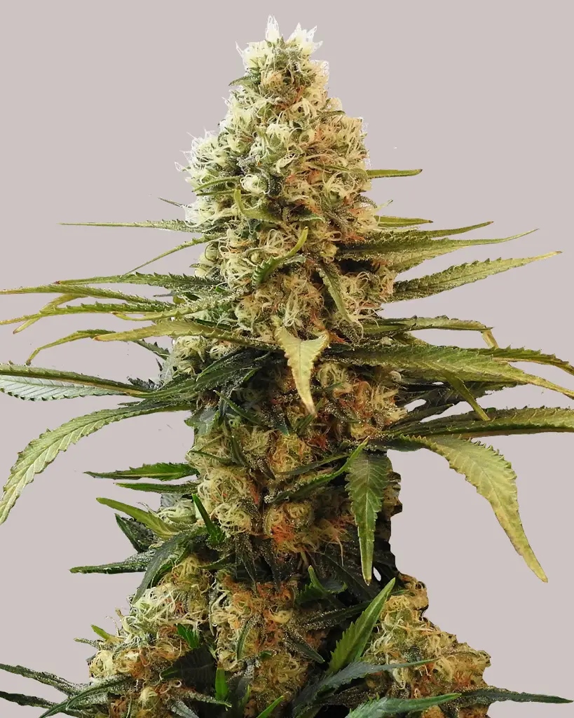 Chronic Widow Feminized Seeds