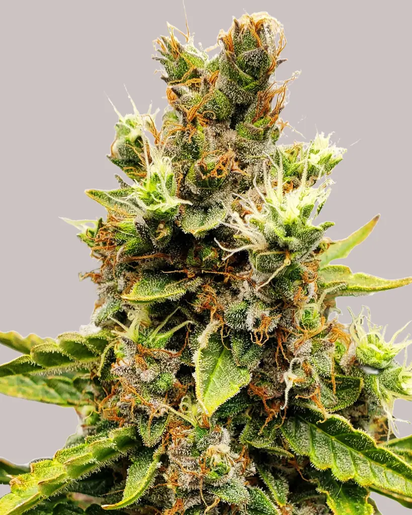 Cookies and Cream Feminized Seeds