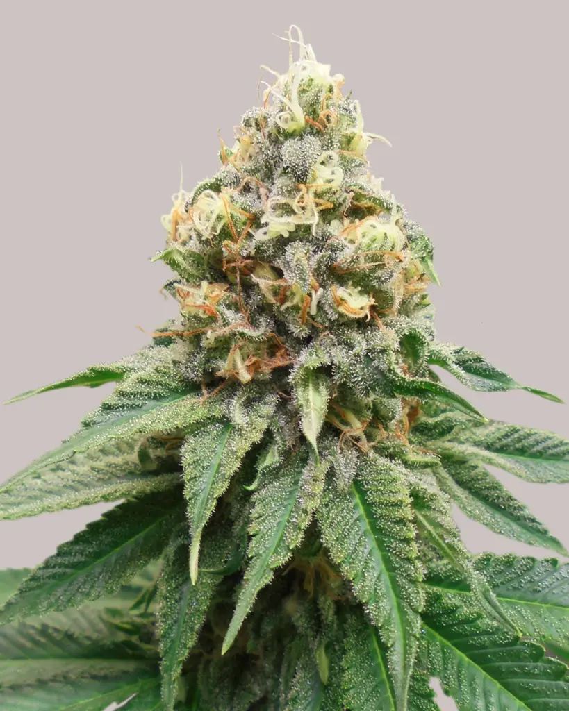 Disco Bizkit Feminized Seeds