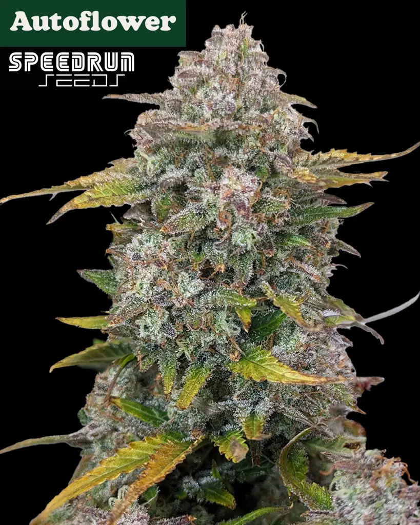 Frosted Cherry O's F3 Autoflower Seeds (10+10 FREE)