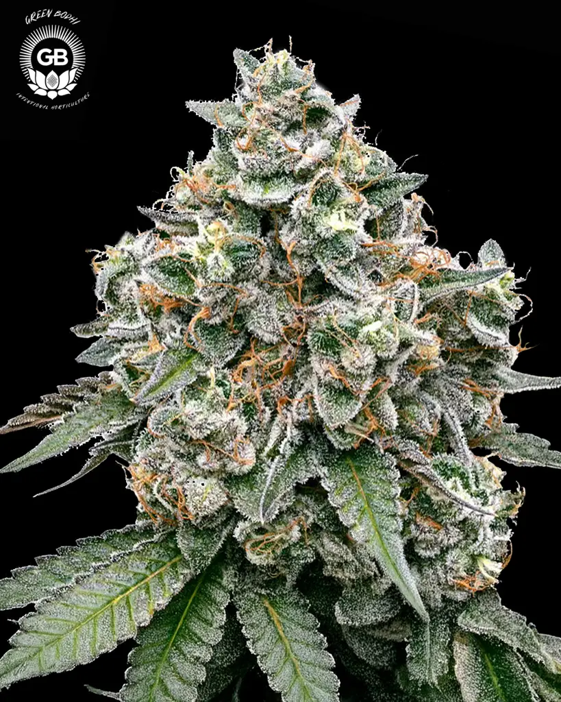 Frosted Pie Feminized Seeds (10+10 FREE)