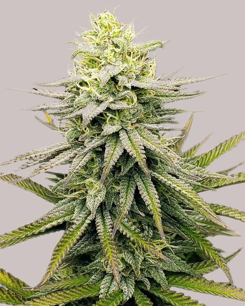 Fruity Pebbles Feminized Seeds