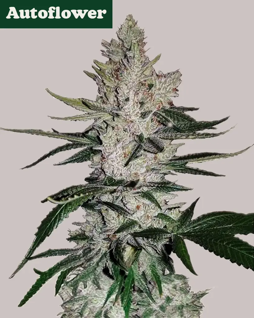 GG4 Autoflower Seeds