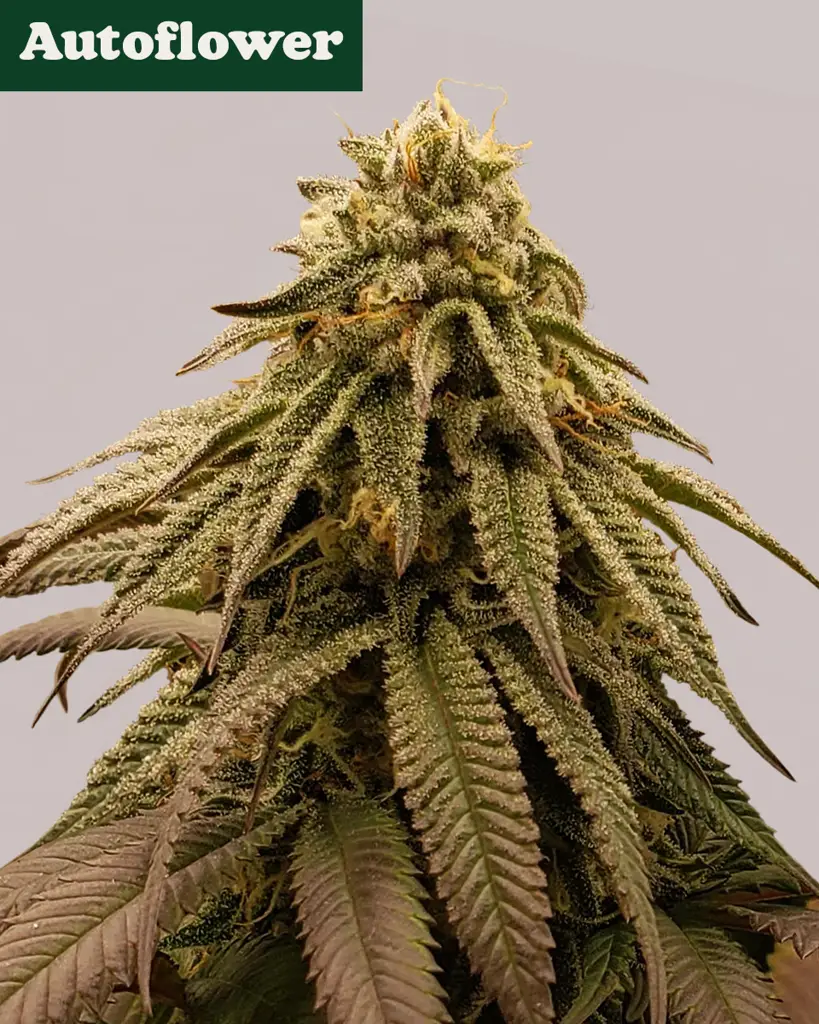 GMO Cookies Autoflower Seeds