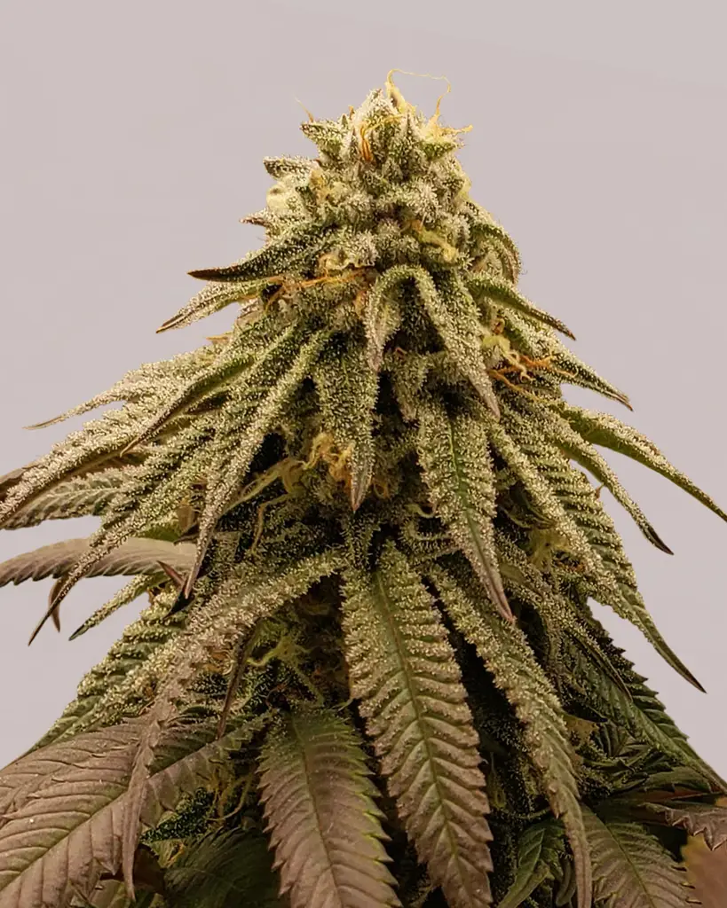 GMO Cookies Feminized Seeds