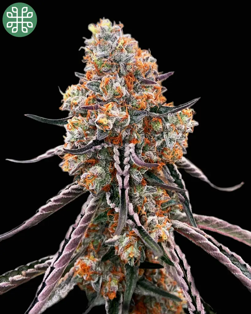 Gelato Sunrise Feminized Seeds