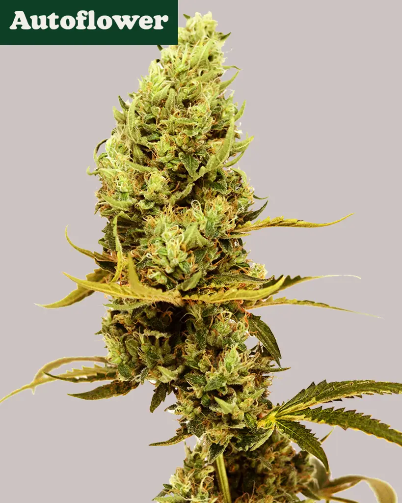 Gold Leaf Autoflower Seeds