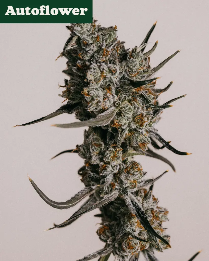 Granddaddy Purple Autoflower Seeds