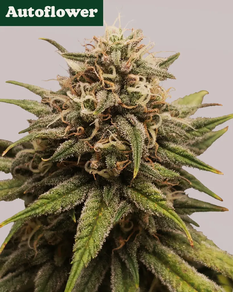 Grape Octane Autoflower Seeds