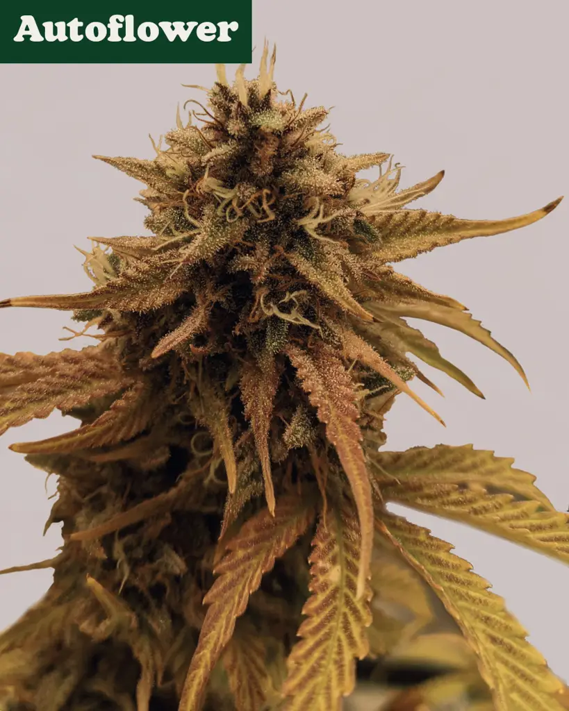 Grapericot Pie Autoflower Seeds