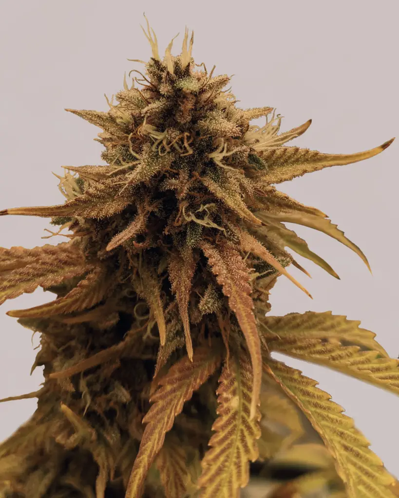 Grapericot Pie Feminized Seeds