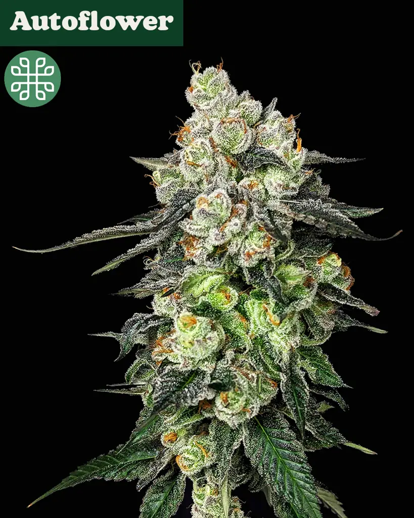 Grease Monkey Autoflower Seeds