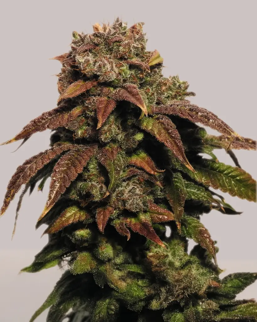 Green Crack Feminized Seeds