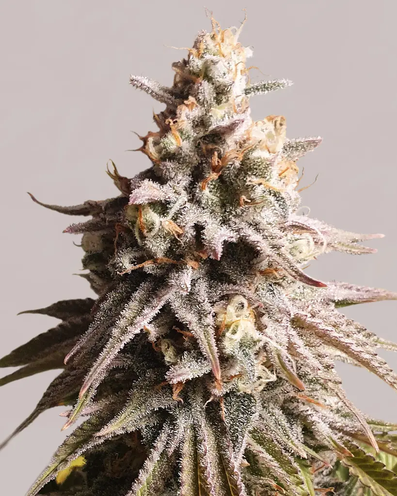 Gushers Feminized Seeds