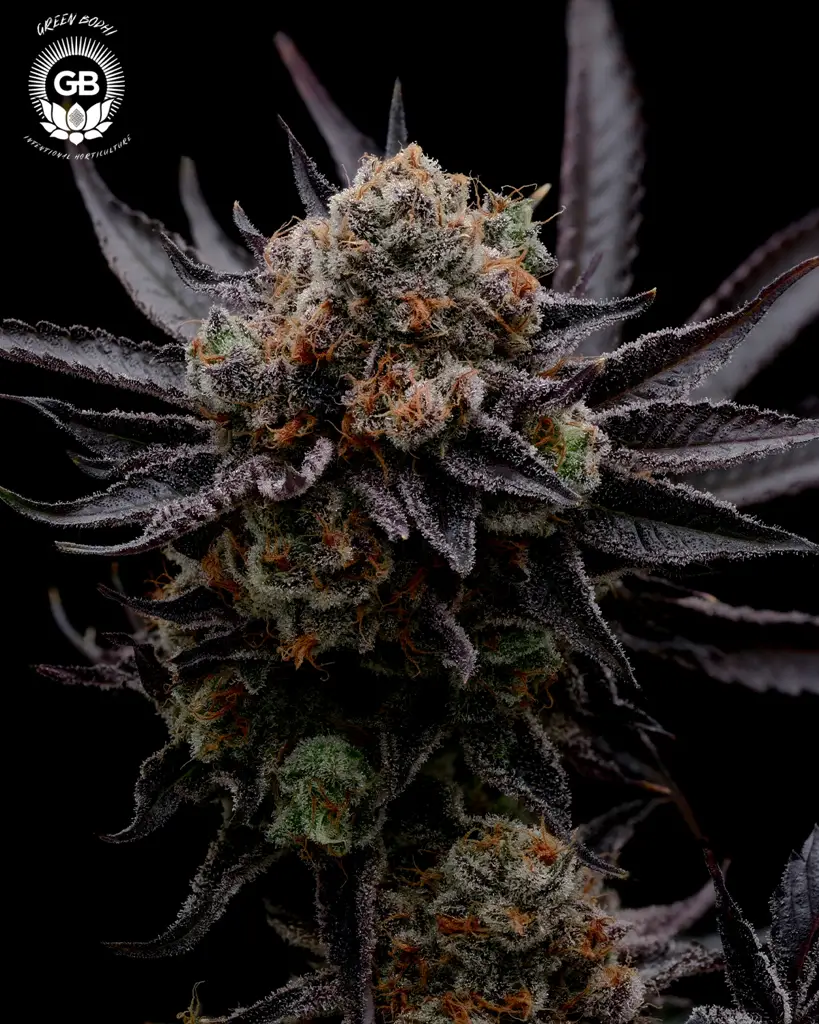 Hazy Girl Feminized Seeds (10+10 FREE)