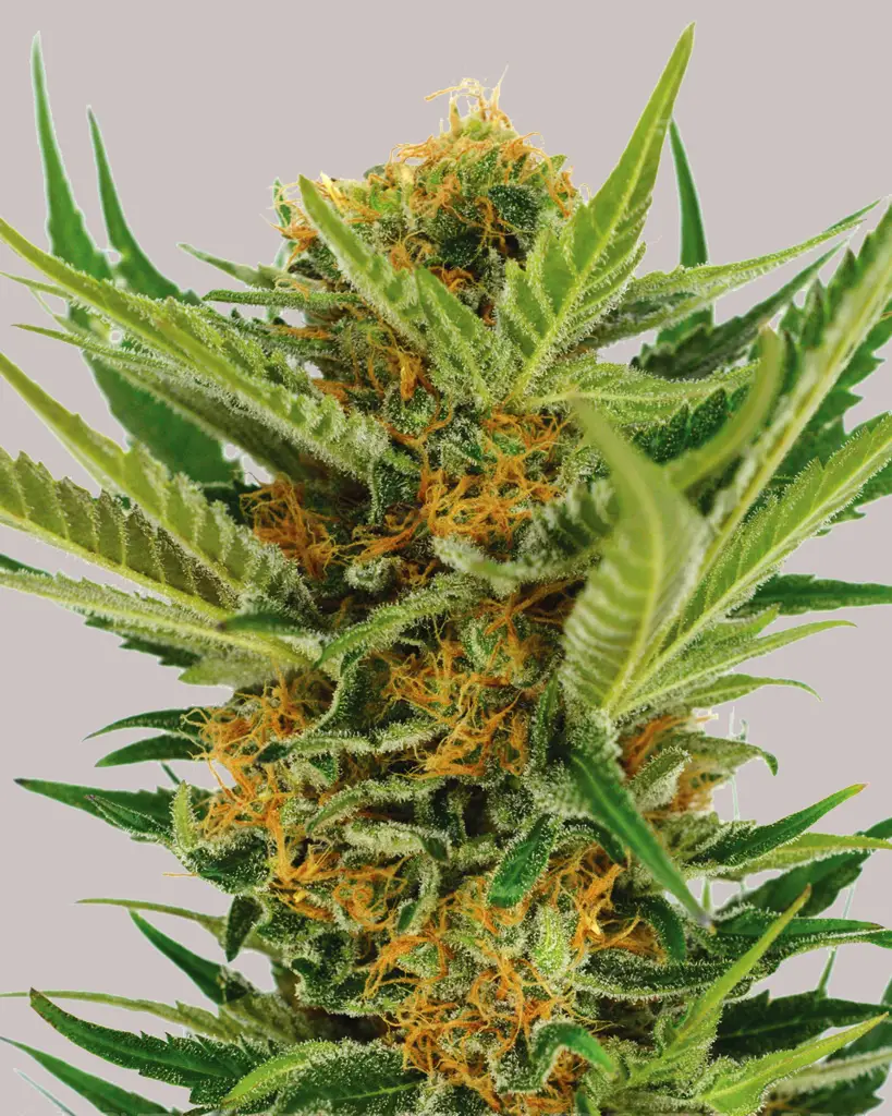 Jack Herer Feminized Seeds