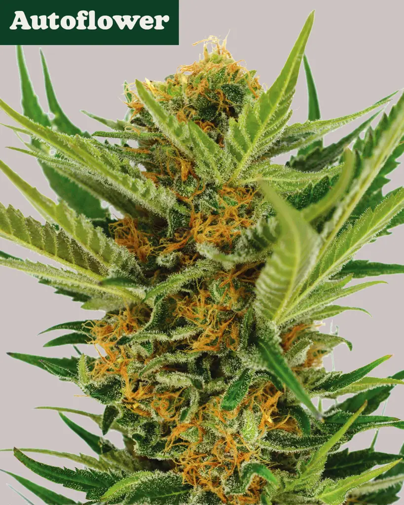 Jack Herer Autoflower Seeds