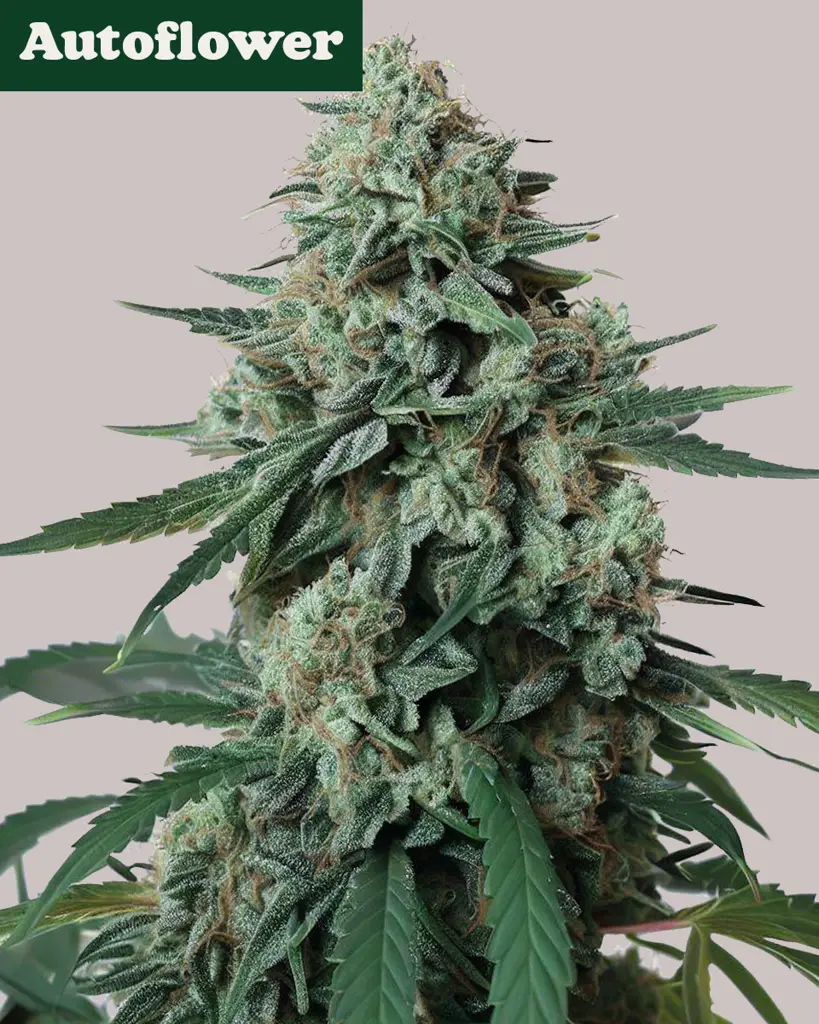 Jealousy Autoflower Seeds