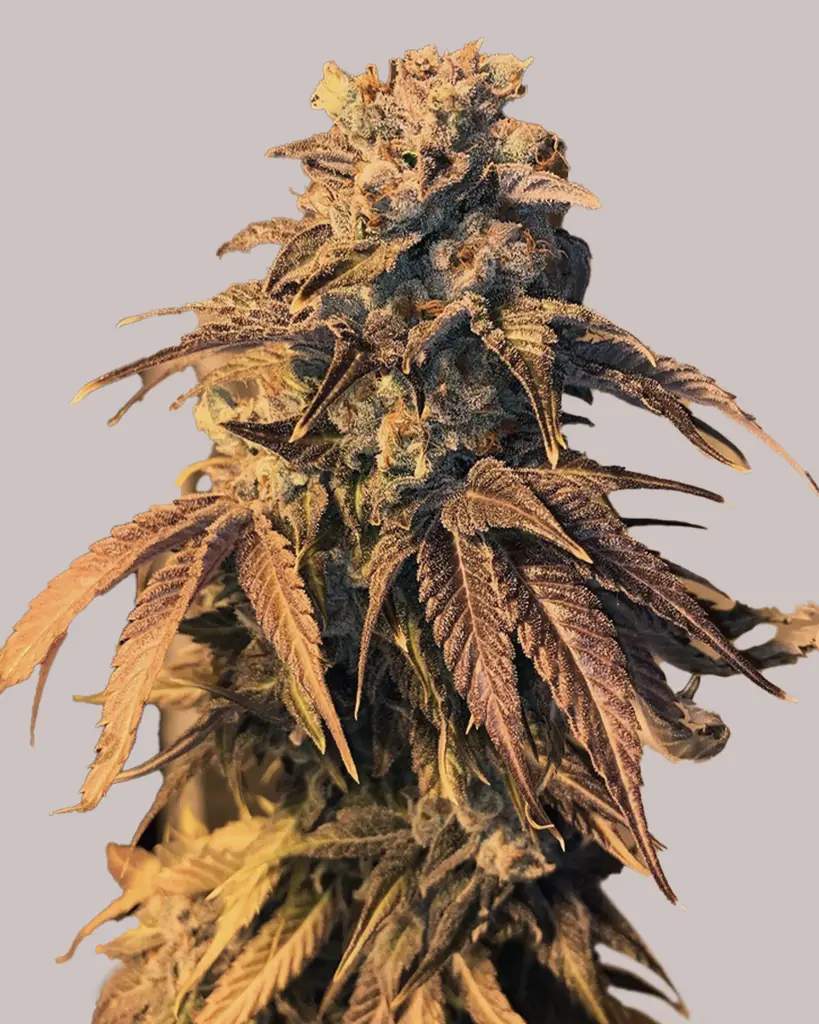 LA Confidential Feminized Seeds