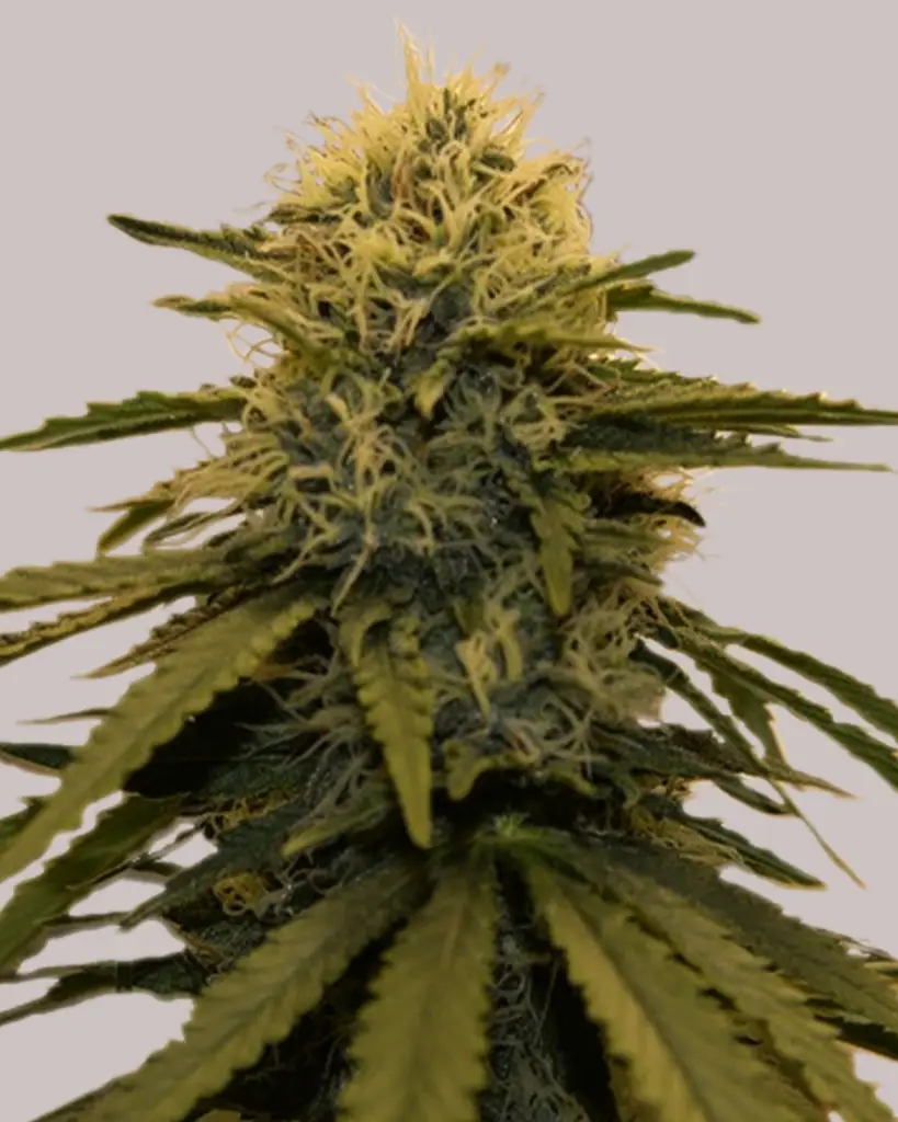 LSD Feminized Seeds