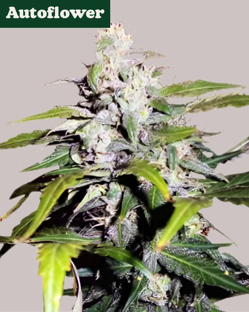 Lowryder Autoflower Seeds