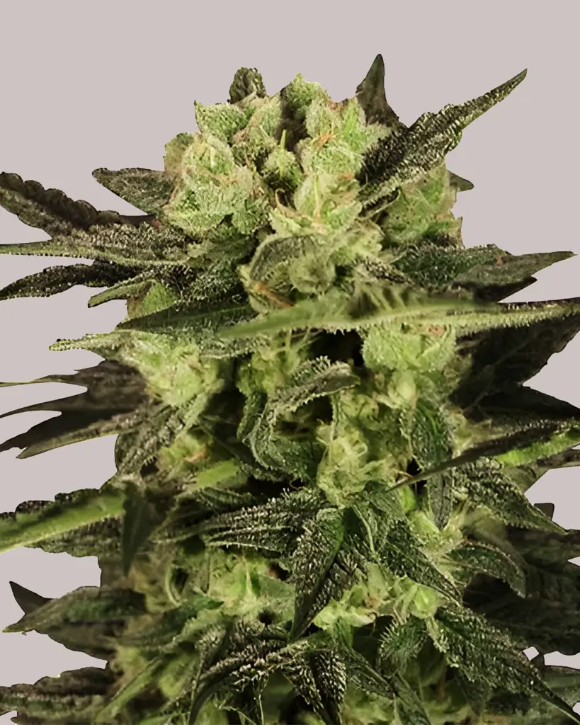 MK Ultra Feminized Seeds