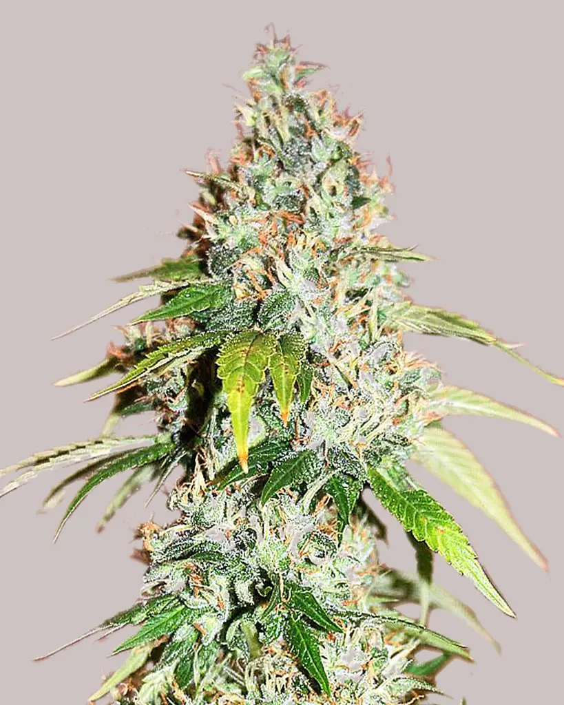 Master Kush Feminized Seeds