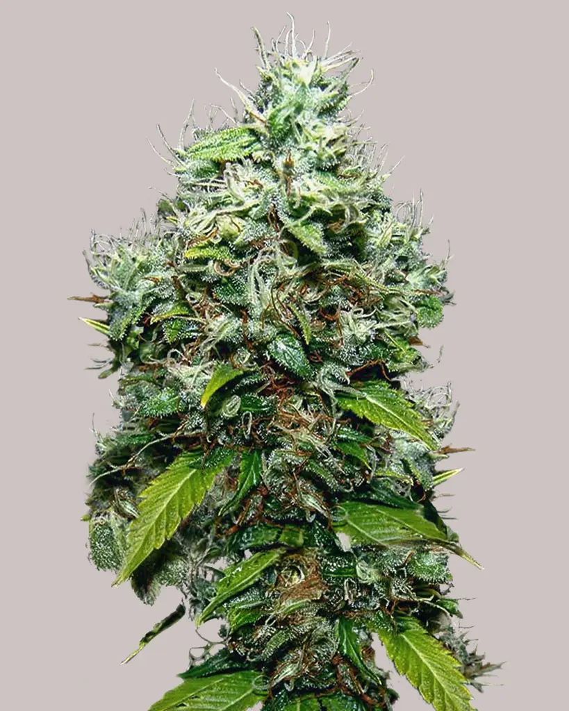 NYC Diesel Feminized Seeds