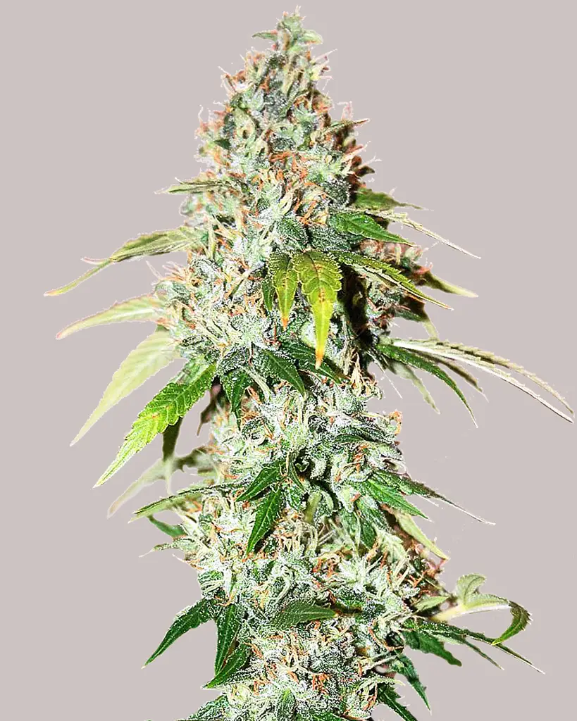 OG Kush CBD Feminized Seeds