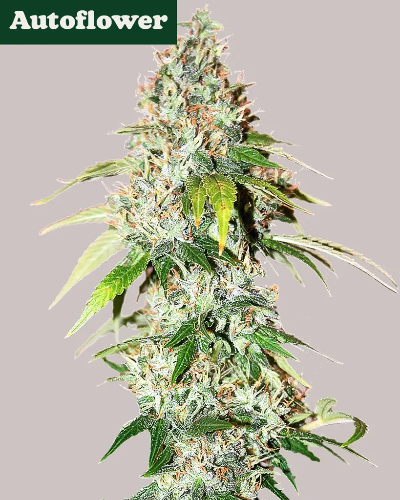 OG Kush Autoflower Seeds