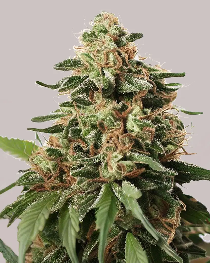 Peanut Butter Breath Feminized Seeds