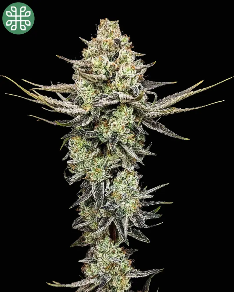 Pineapple Donut Feminized Seeds