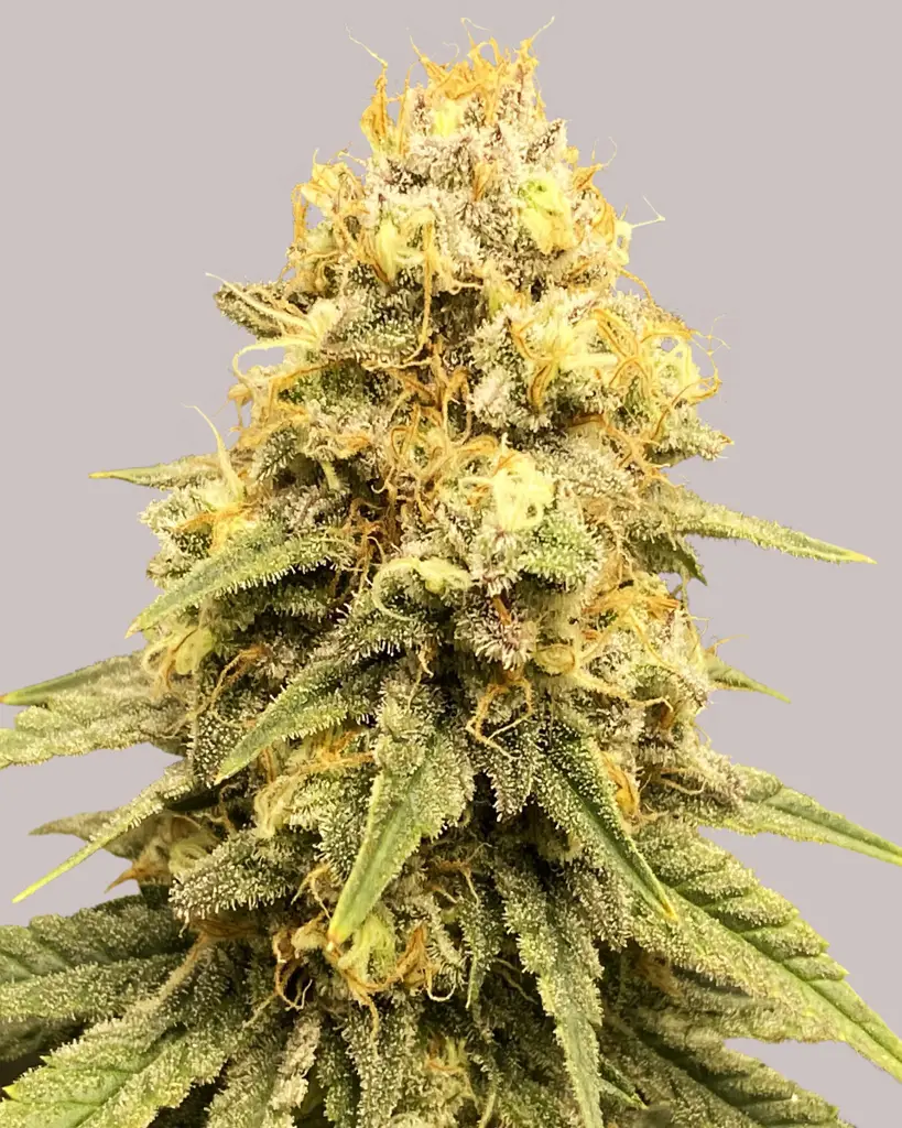 Power Plant Feminized Seeds