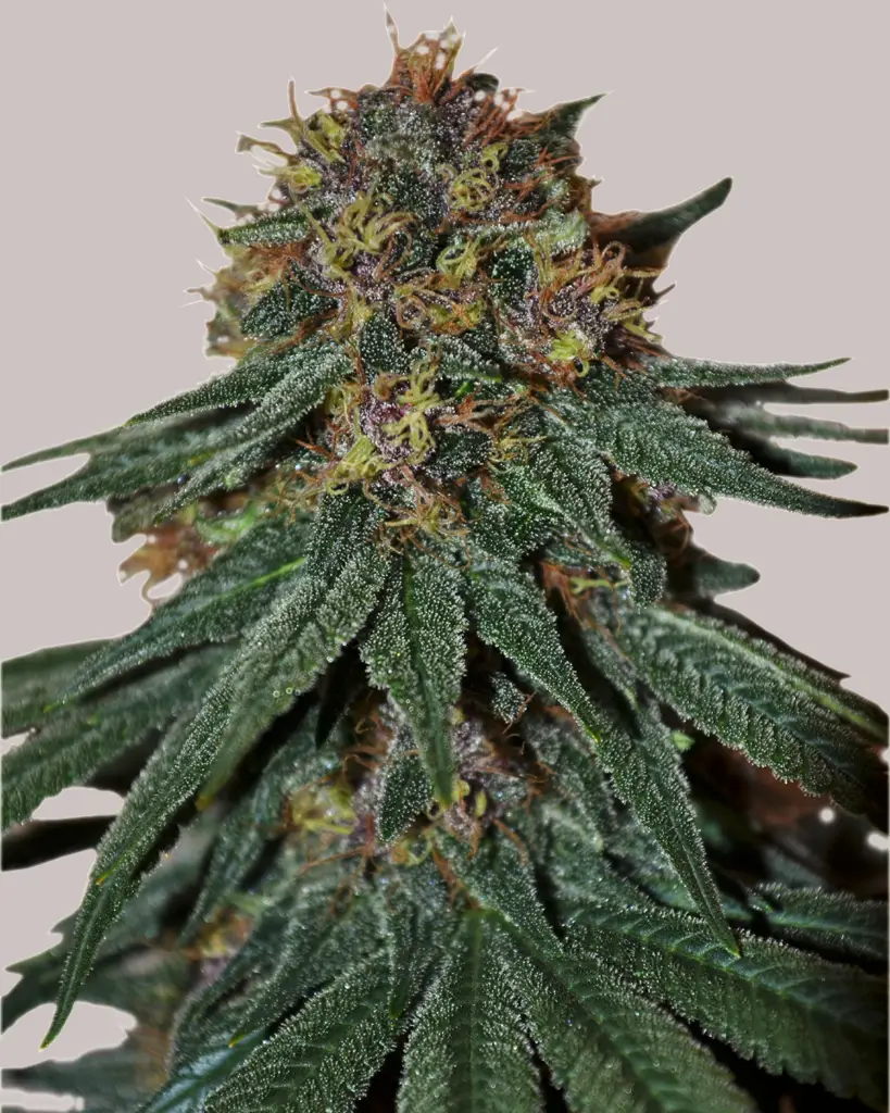 Purple Haze Feminized Seeds