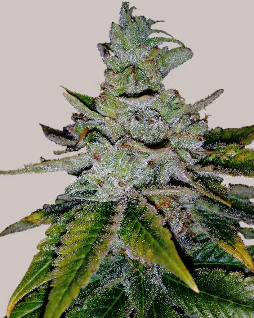 Purple Kush Feminized Seeds