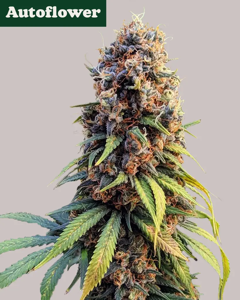 Runtz Autoflower Seeds