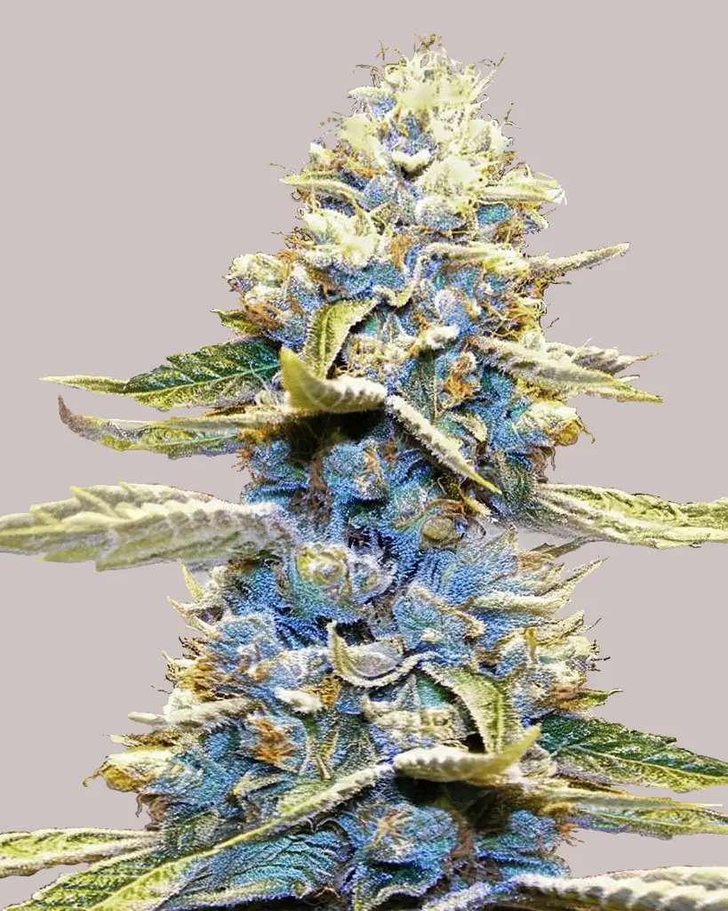 Skywalker OG Feminized Seeds