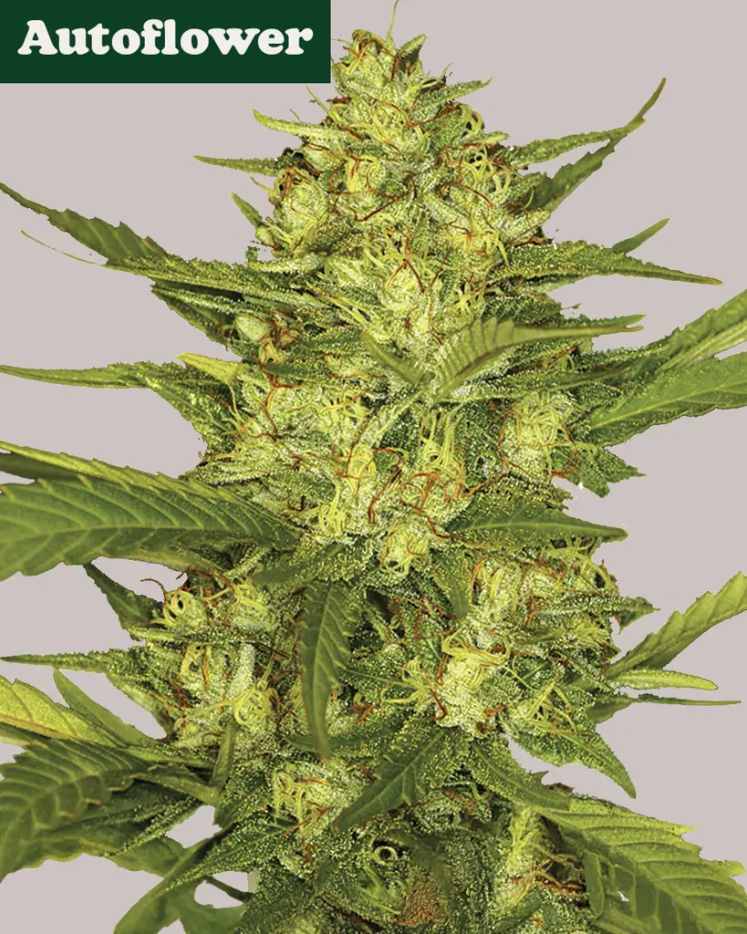 Sour Diesel Autoflower Seeds