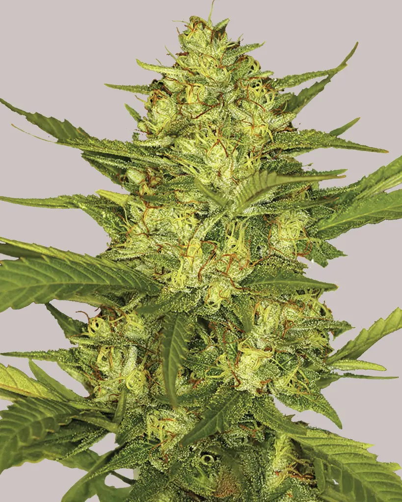 Sour Diesel Feminized Seeds